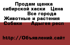 Продам щенка сибирской хаски › Цена ­ 8 000 - Все города Животные и растения » Собаки   . Адыгея респ.